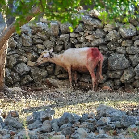 Daire Stara Gavza 165